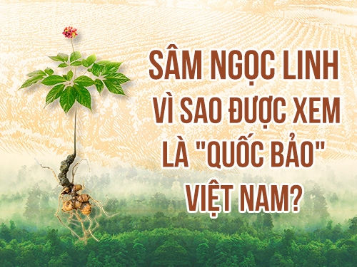 Bí mật về sâm Ngọc Linh tươi: Vì sao được gọi là “Quốc bảo” Việt Nam?